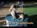 American idogs promo video