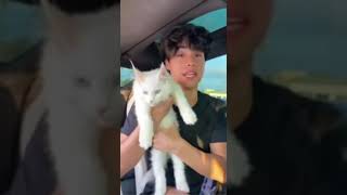 Difference Between Pure Bread Cat And A In Bread Cat