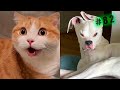 Funny animal videos cats and Dogs 🤣Try not to laugh Challenge! №82