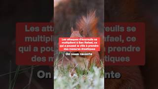 Les Attaques Décureuils Se Multiplient Dans Cette Ville Et Elle Doit Prendre Des Mesures Drastiques