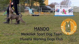 Staffordshire Bull Terrier - Igp Training 9 Months