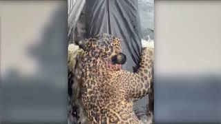 A Jaguar Was Rescued After Hours Of Struggling In The Rio In Manaus, Brazil.