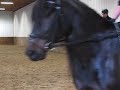 Elena de la Vega & Ingrid Henry Clinic with Raphael Heiligers Day 2 trot shoulder-in