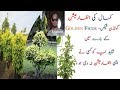 How to Grow Golden Ficus Complete Guidance With Tips&Tricks