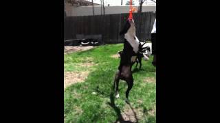 Pitbull Rope Swing