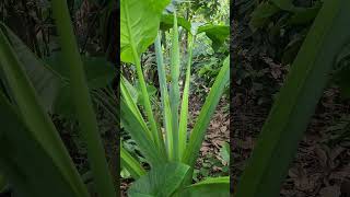 Taro Plant Flowering Process, Day 2 The Bud Grows Larger, Showing Early Signs Of Blooming.