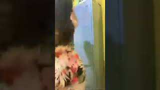 Cewek Bangkok Pamaer Paha Dan Dada