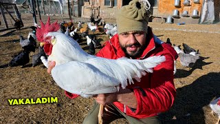 Horoz & Tavuk Yakalama 3 Folluklardan Yumurta Topladım Tavuklara Bilezik Çiftlik İşleri