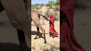 الجمل قرر يكون الكوميدي اليوم