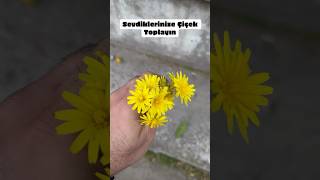Sevdiklerinize Çiçek Toplayın