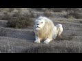 White Lion Roar