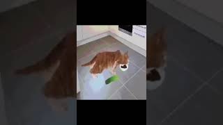 Cat Farts After Seeing Pickle Animation