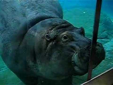 Watch The Hippopotamus Online Facebook Hacking