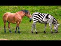 Zebra and Horse Meeting