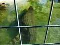 Nile Crocodile Classification | RM. Nile Crocodile Classification | RM.