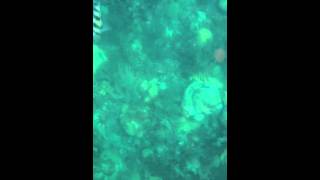Snorkeling Off The Coast Of Bermuda
