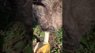 Matilda Pot Belly Pig Wakes Up To Eat Banana
