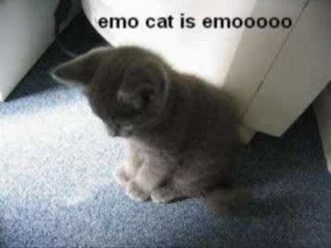 Lolcats, the musical