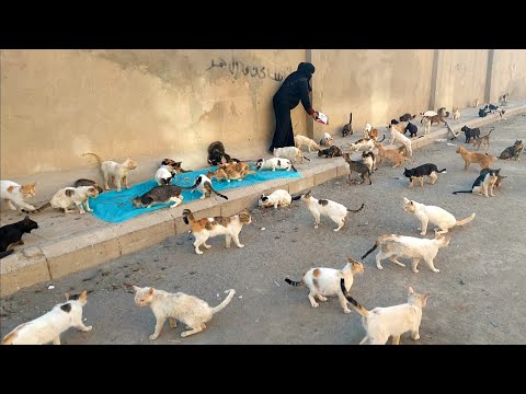 cat videos Pakistan|cat video 2025 @catloverfatima.