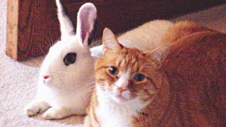 Cute Rabbits Playing With Cats Compilation NEW