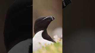 The Majestic Razorbill A Divers Tale