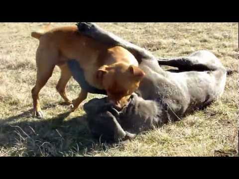 Pitbull Playfights Mastino Napoletano .MP4