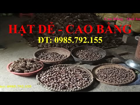 Kho hạt dẻ Trùng Khánh Cao Bằng của bà cụ Từ, đặc sản hạt dẻ Cao Bằng rất thơm ngon, ngọt bùi
