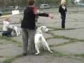 САС КСУ 2007 г.Луганск монопородка,класс 