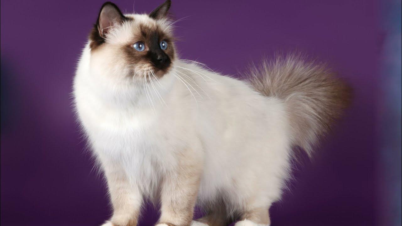 Кхмерская кошка