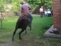 Vai No Cavalinho Cavalo Dan Ando Vai No Cavalinho Cavalo Dan Ando