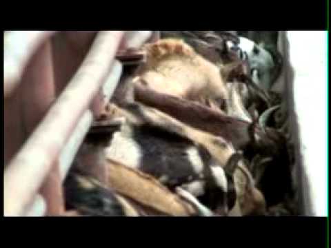 Goat Farming in India-Zero Grazing Sirohi Goat Breeding Farm-Unit 1