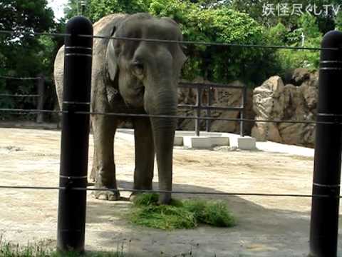 上野動物園の象たち