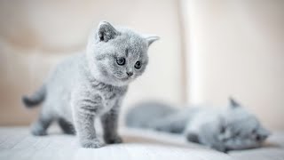 En Sevimli Kediler En Komik En Tatlı En Şirin Yavru Kedi Videoları En Komik Kediler Yavru Kediler