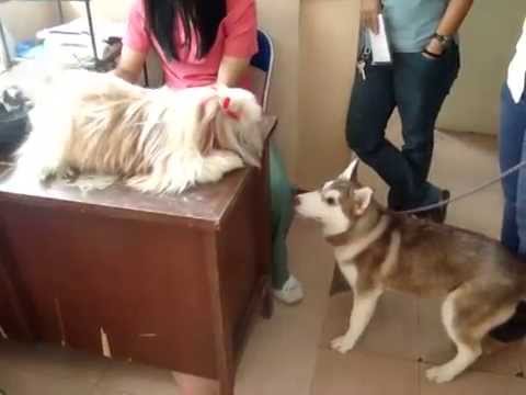 shih tzu cross breed siberian husky shih tzu husky shih tzu cross breed siberian husky shih tzu husky