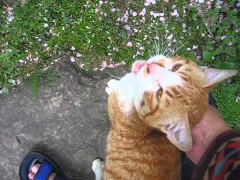 迷い込んできた猫が人懐っこすぎる