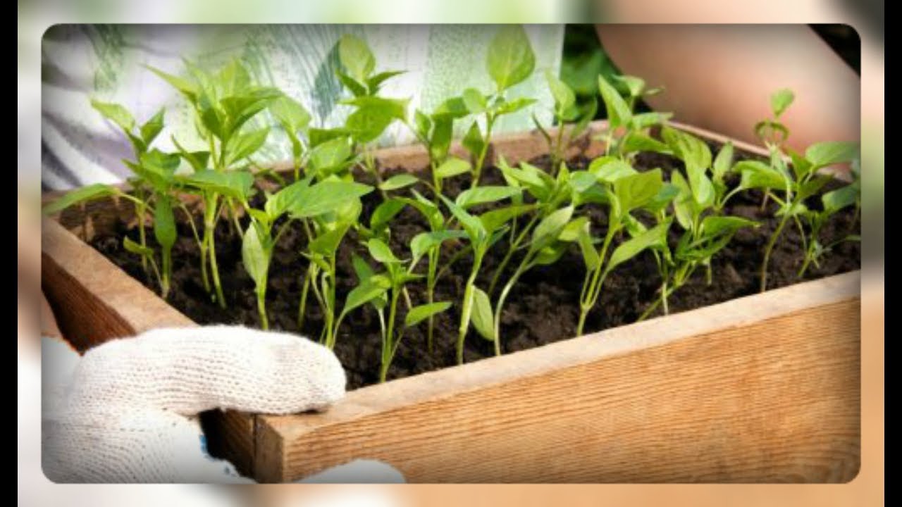 Питомник Рассада для всех - Купить 86 Питомник Рассада для всех - Купить 99