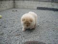 Makika my Cream Chow Chow Puppy 3 months old