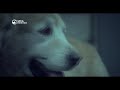 spca
