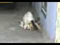 Balahibong Pusa images Balahibong Pusa