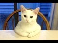 Funny Cats Acting Like Humans Compilation 2015