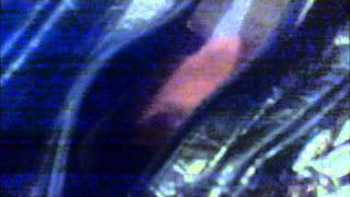 Hamster Swallowed By Handbag