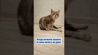 Это Беспредел #Shortscats #Cat #Ржачныевидео #Юмор #Жиза #Кот #Tiktok #Приколы #Смех_До_Слез #Смех