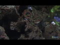 Spotted Garden Eel Aquarium