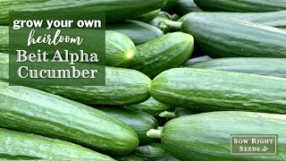 Sow Right Seeds Beit Alpha Cubers