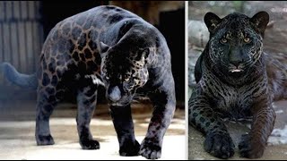 8 Most Amazing Hybrid Animals Created By Scientists You Wont Believe Exist