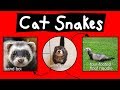 Cat Snakes, Noodle Bears, & Bandit Bois - Internet Names for Ferrets
