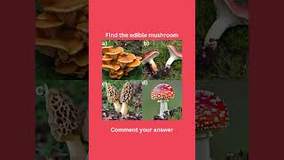 Mushroom identification quiz #nature #biology