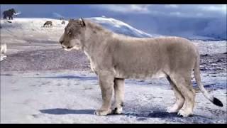 Cave Lion Ideny And Dominance In The Wild Episode 2