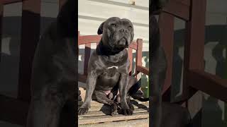Blue Black Staffies Mitch On His Throne