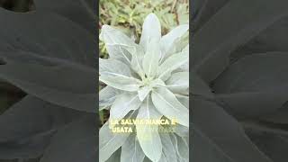 Salvia Proprietà Magiche
